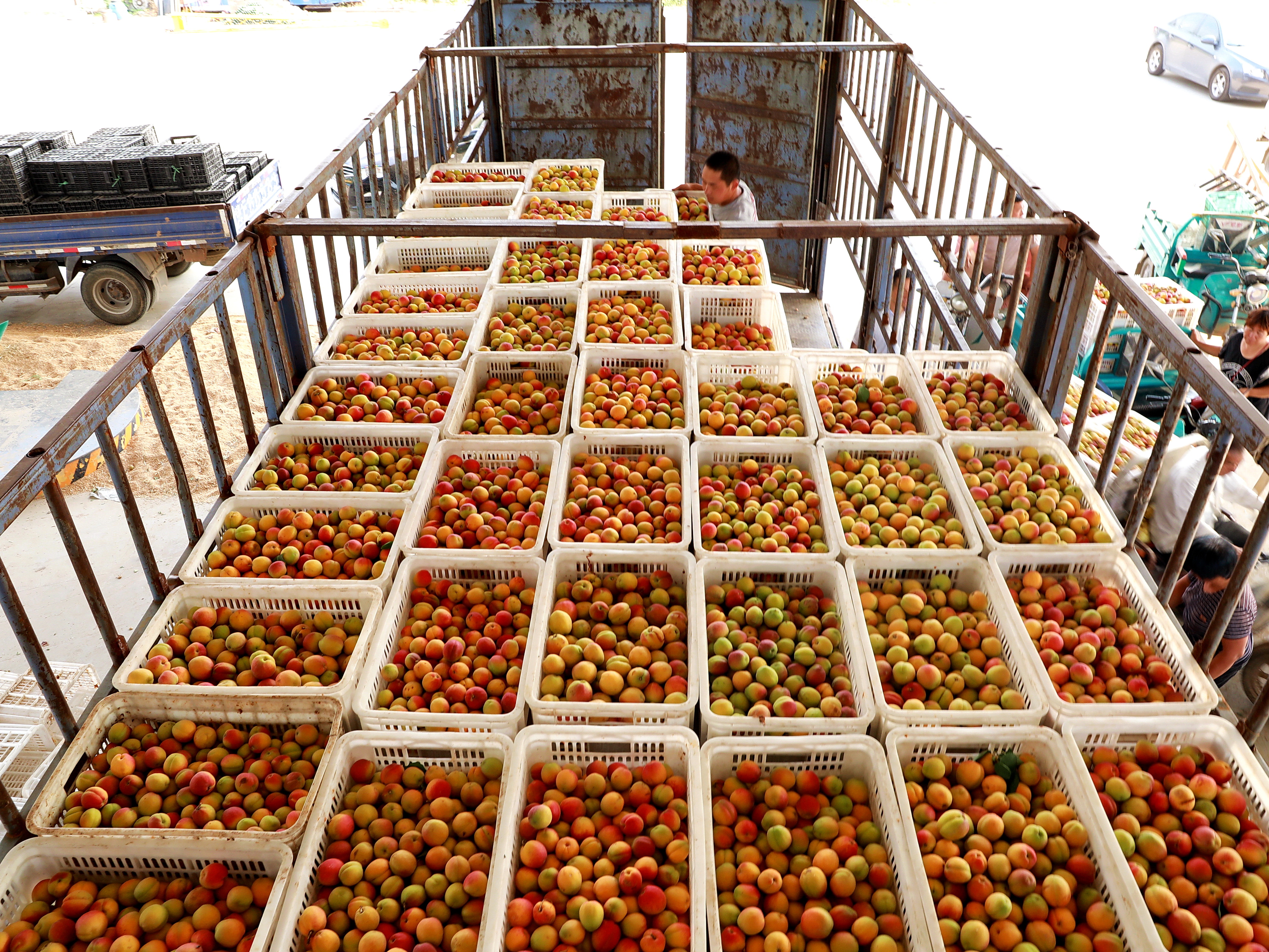 河北巨鹿:杏满枝头迎丰收