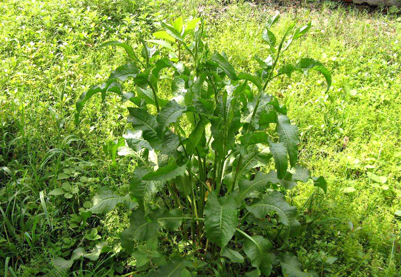 牛羊- 热门商品专区