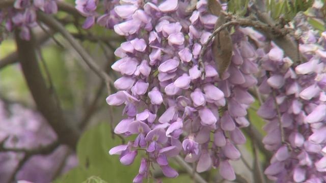 泰安新泰市:紫藤花開四月香