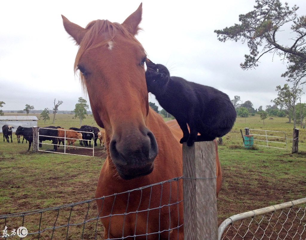 不同动物和谐相处的温馨画面,这是巧合,还是跨物种的真挚友谊?
