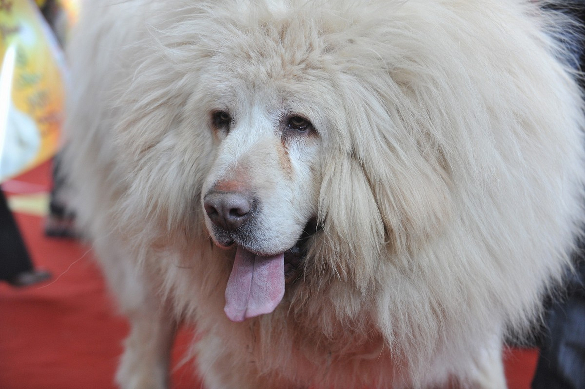 在藏族文化中,雪獒被视为吉祥,勇敢的象征,被广泛应用于佛教和军事