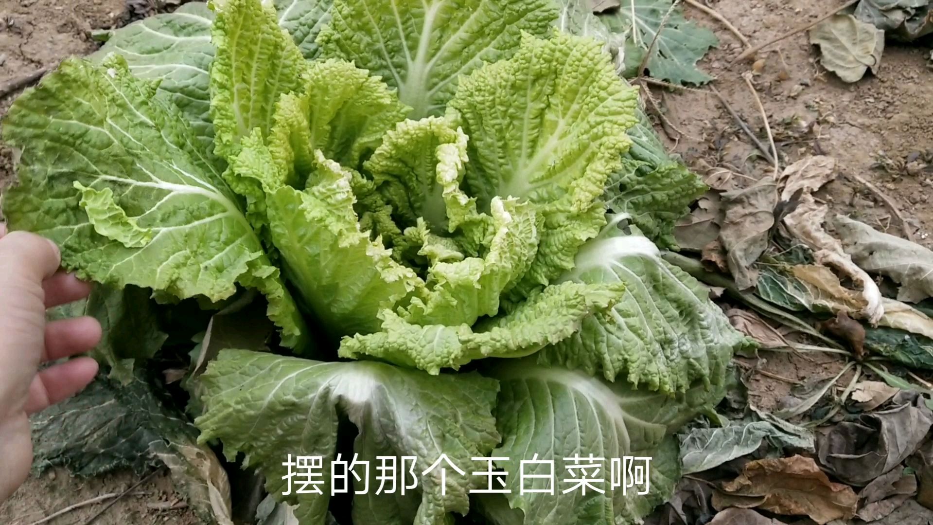 零下十度的北方冬季,白菜都被冻成了艺术品