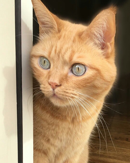 主人想带它认清真相,猫一本正经的歪着头,认真地看着主人,它不喜欢