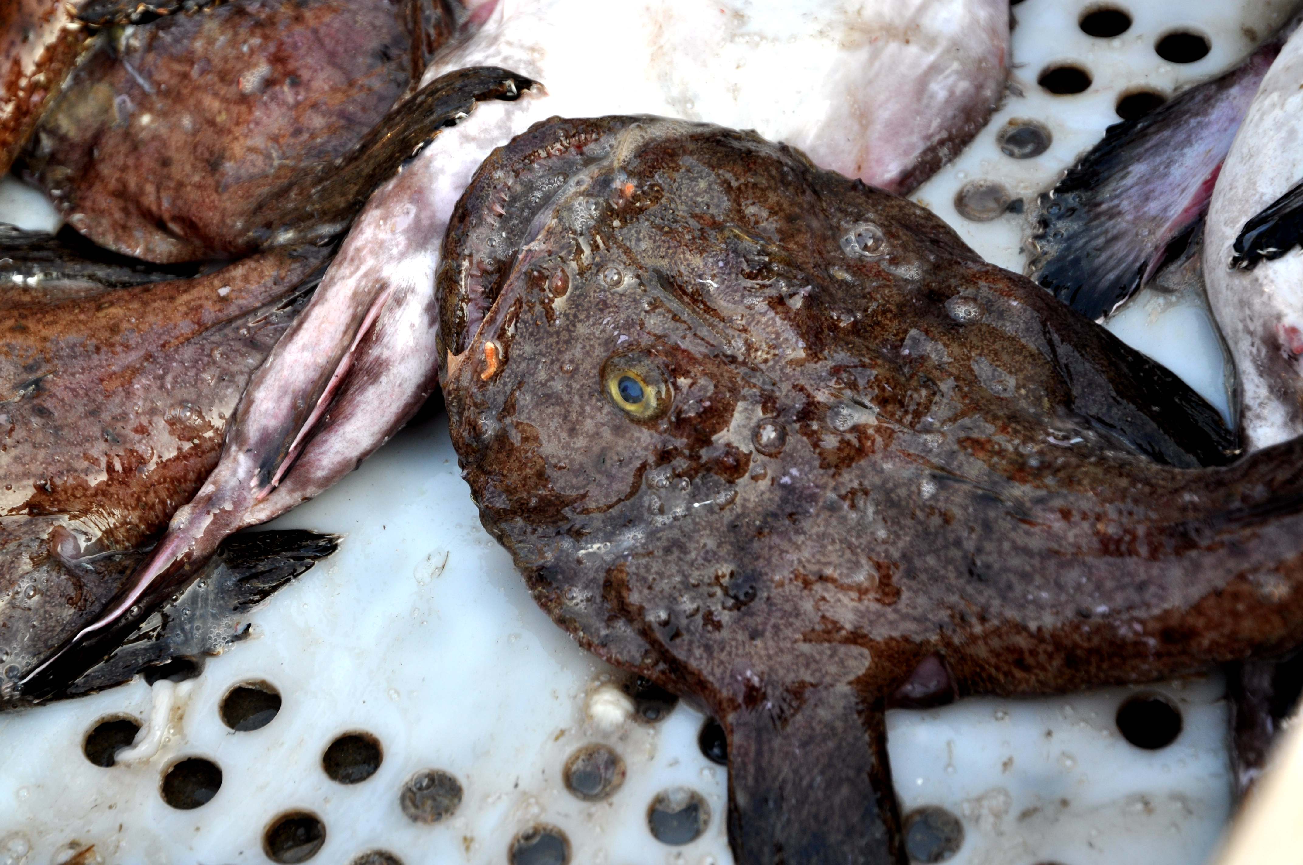 营养美味"蛤蟆鱼"5块一斤 姑娘说 咋这便宜 不会因为长的丑吧?