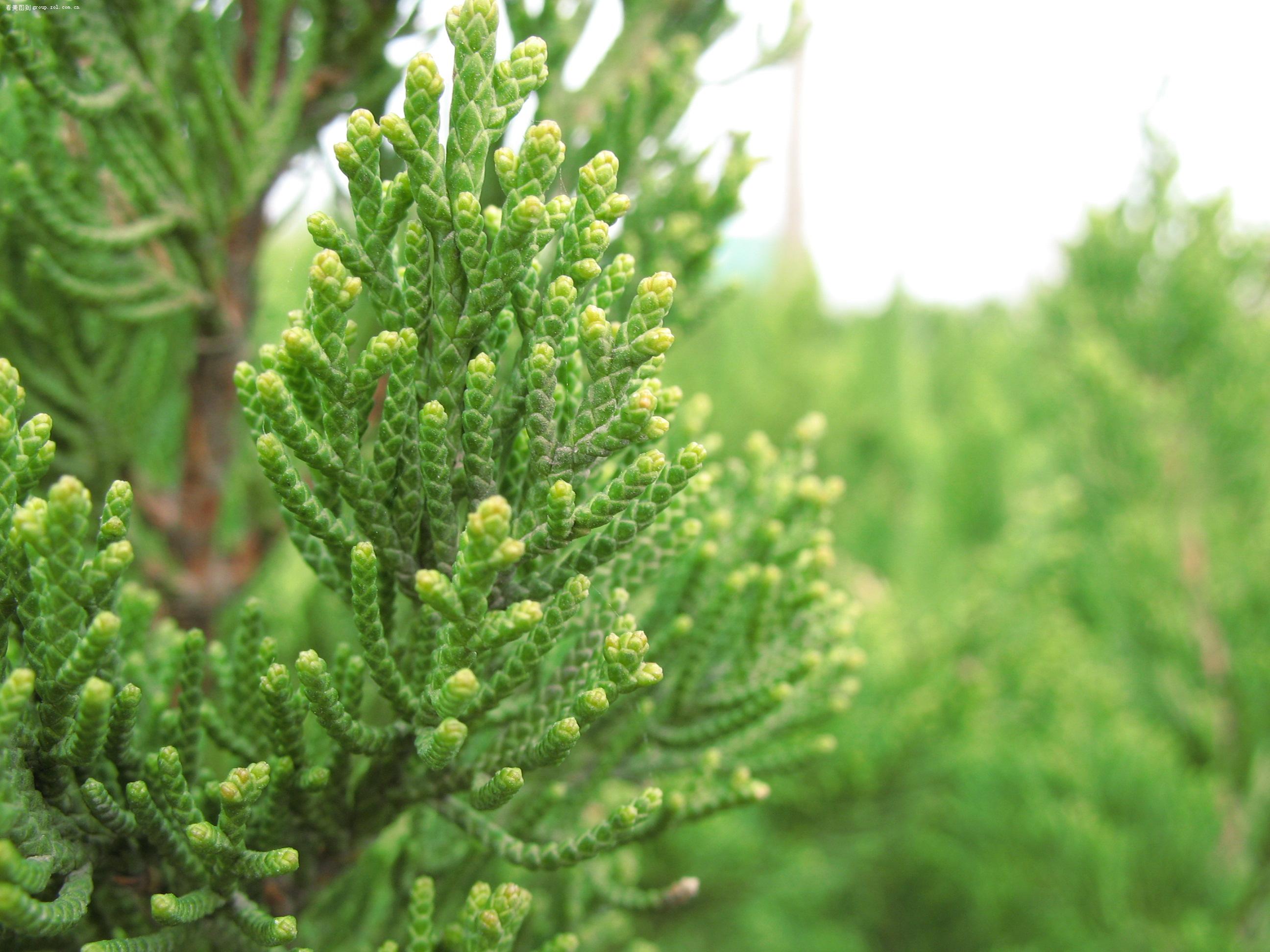 农村常见的这种植物种子