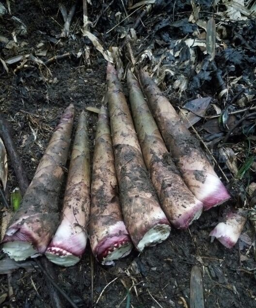 关于绿竹笋,你了解多少?