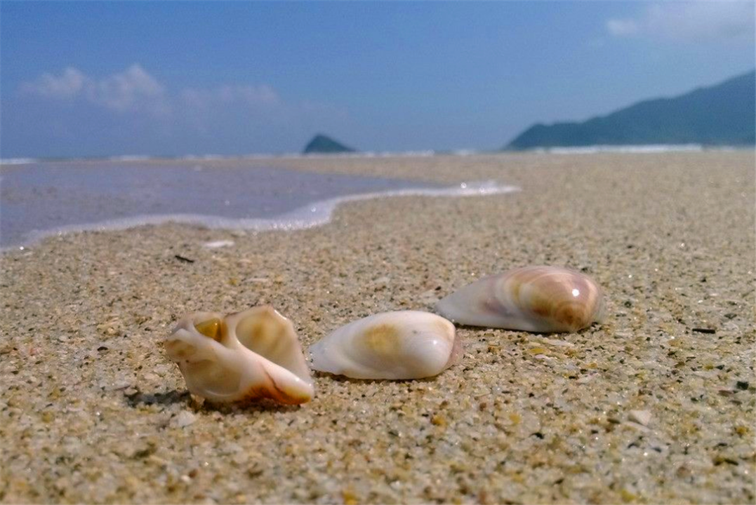 为什么去泰国旅游,绝对不要捡海边的贝壳?导游透露了实情