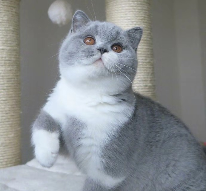 一群胖出双下巴的英短蓝猫排排坐,好可爱,猫主子:朕就是胖着玩