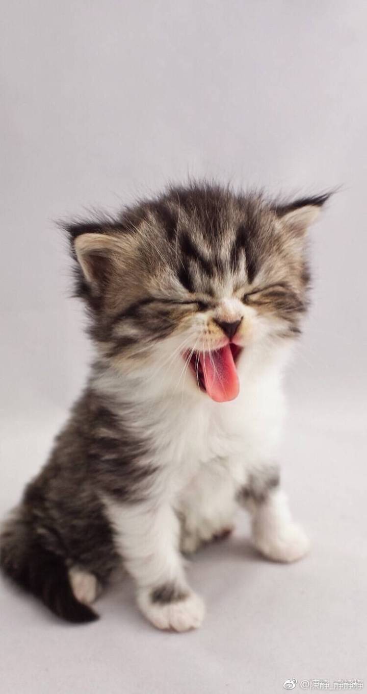 高清无水印超萌壁纸,喵控福利,快进来一起撸猫吧