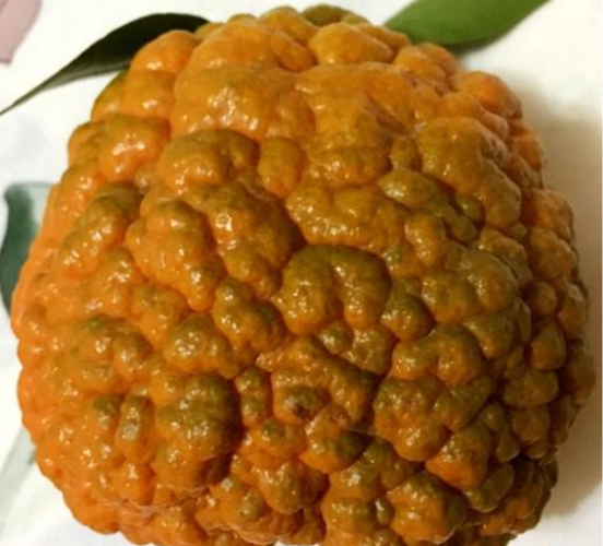 猫儿屎,别名叫猫屎果瓜,不知道是不是因为看起来,比较像猫屎而得名