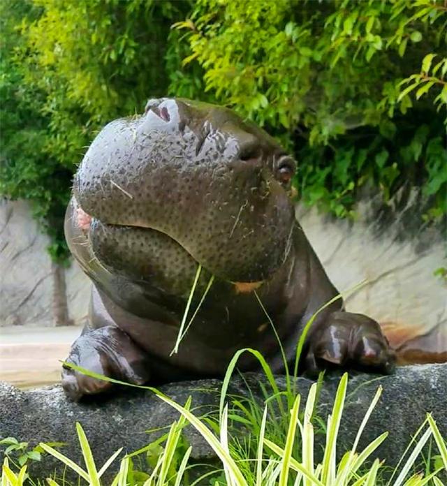 动物园偶遇倭河马,体型比普通河马小10倍,还自带出生的秘密!
