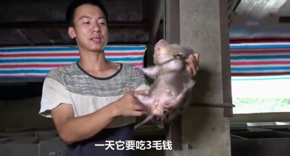 初中毕业农村小伙,靠吃竹鼠收获200万粉丝,背后的真相不简单