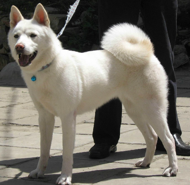 佐竹氏是关原之战之后被常陆国转封的旁系诸侯.