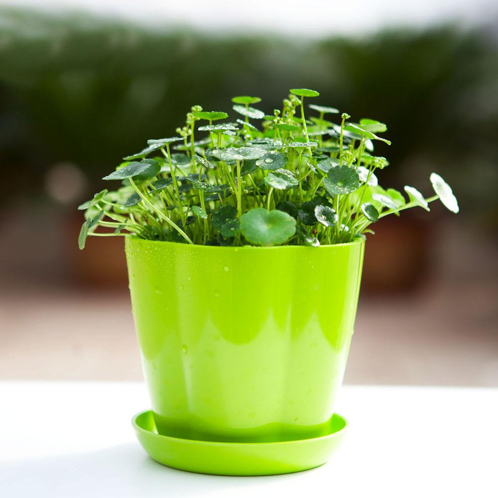 居家盆栽之铜钱草,招财聚气福运多,让你的生活富贵有余!