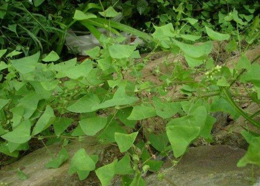 農村一種野草,蛇遇到都怕,人稱