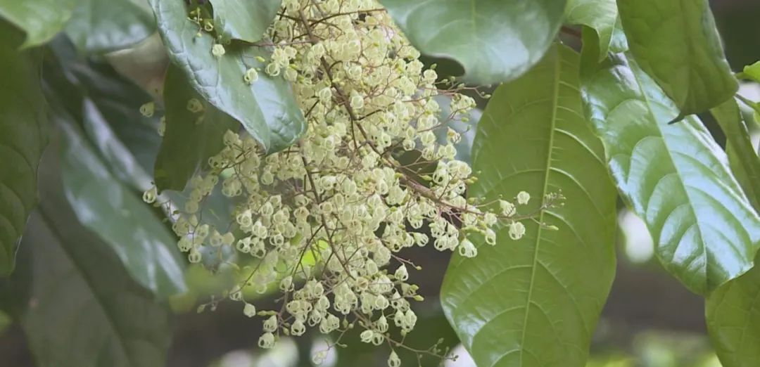 潮州中山路苹婆花盛开的季节,吸引了不少游客前来观赏