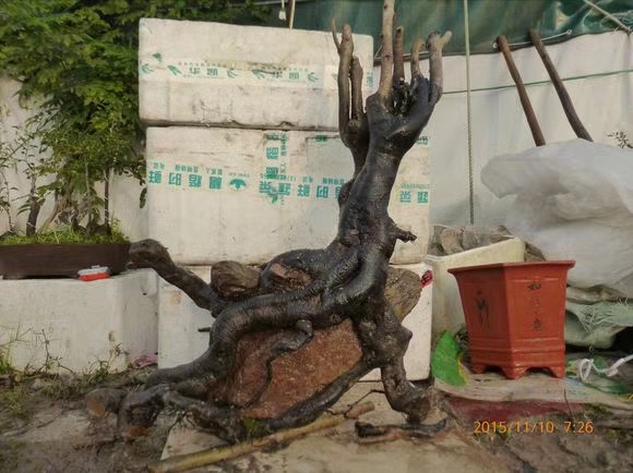 生桩高培土多久去掉 - 2020年最新商品信息聚合专区 - 百度爱采购