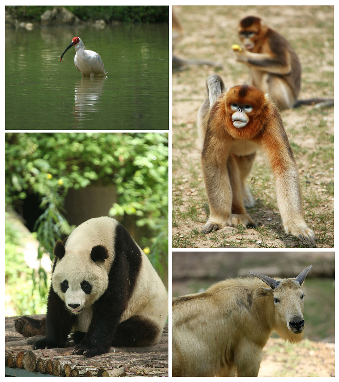 秦岭地区野生动物图片