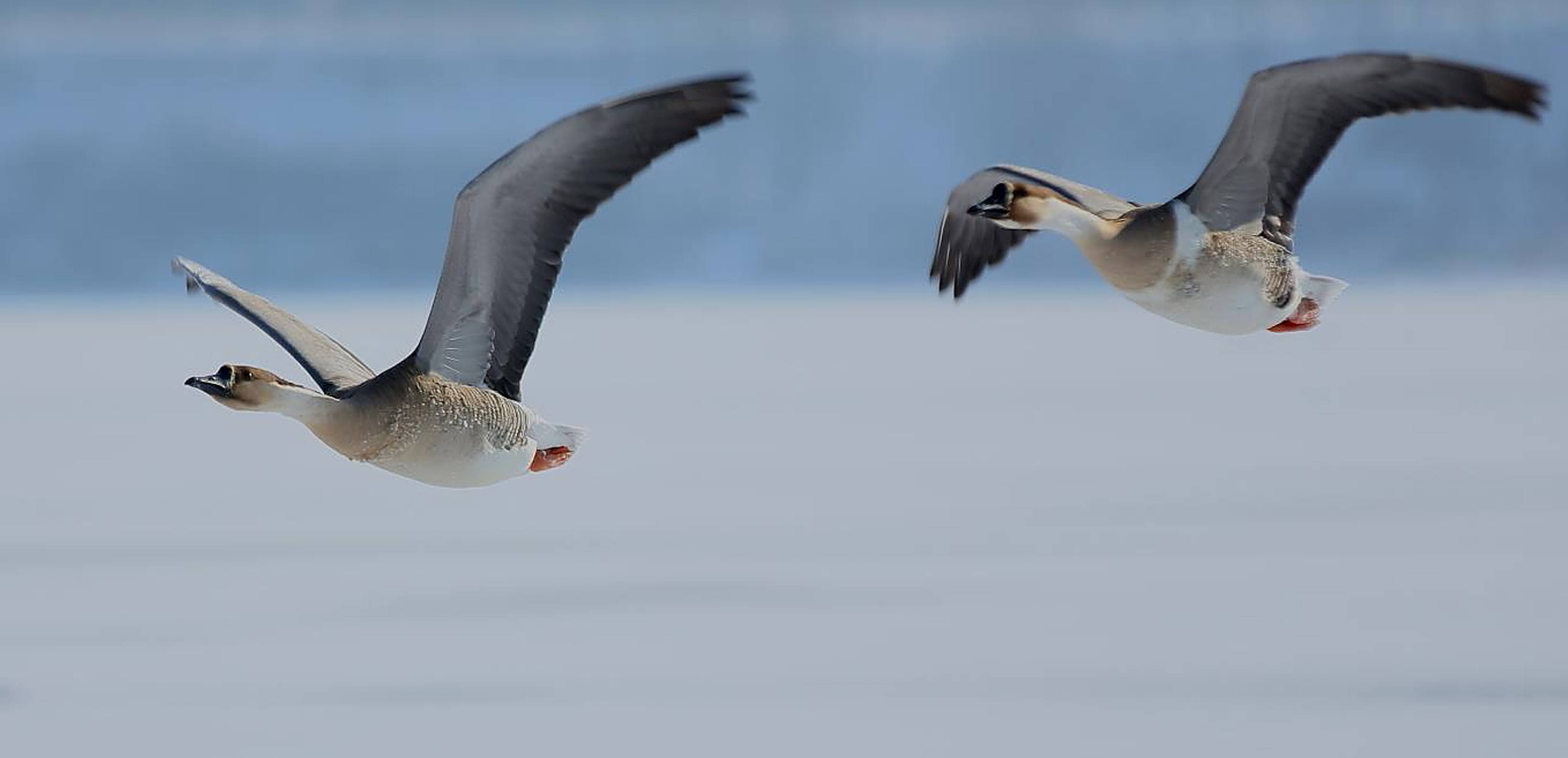 他是金国著名词人,被尊为一代文宗,其一首词开头就是千古绝唱