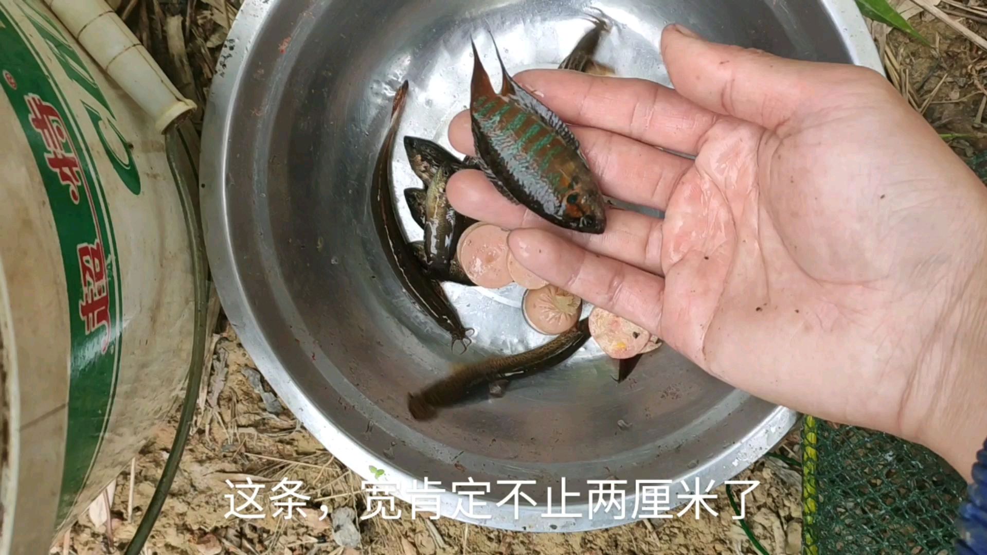 今天收地笼好几个都是空的,有一笼抓一条身材特别宽大的斗鱼