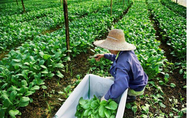 冬季种植菠菜施肥很关键,这些好的施肥方法,能够带来