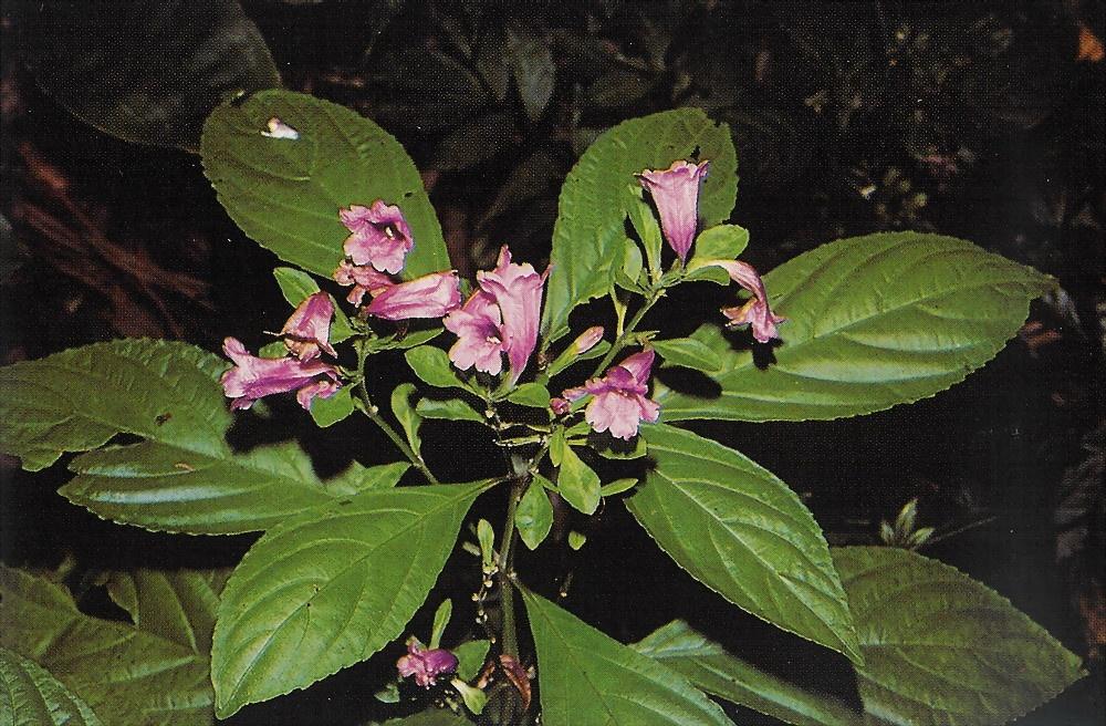 马蓝的要用价值主要有清热解毒,凉血消肿之效,可预