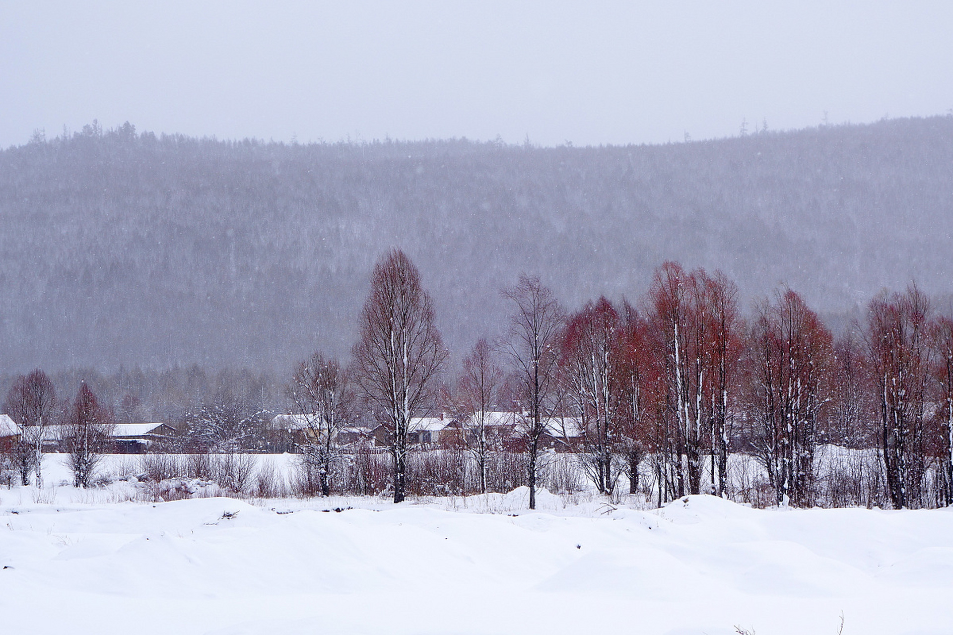调笑令·边草 唐代   戴叔伦 边草,边草,边草尽来兵老.