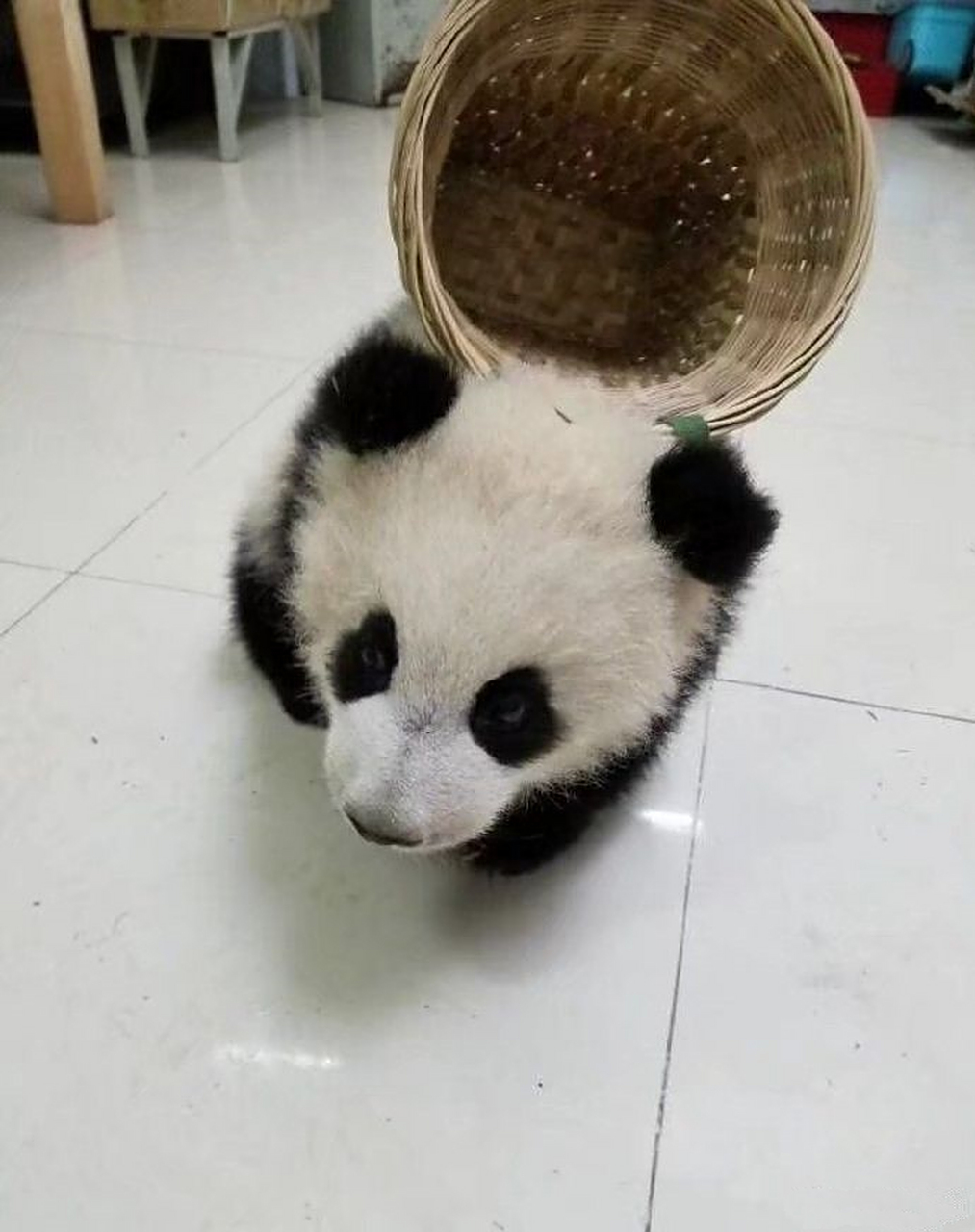 2018年度神动态#小熊猫背书包上街买菜的样子好萌,这是要上山去砍