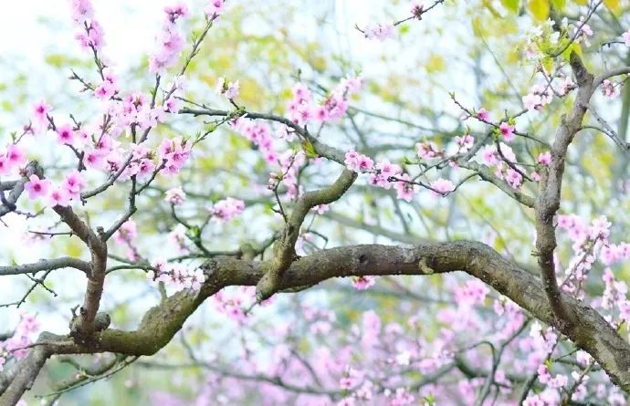 《中华古诗词100集》第12首"解落三秋叶,门开二月花"