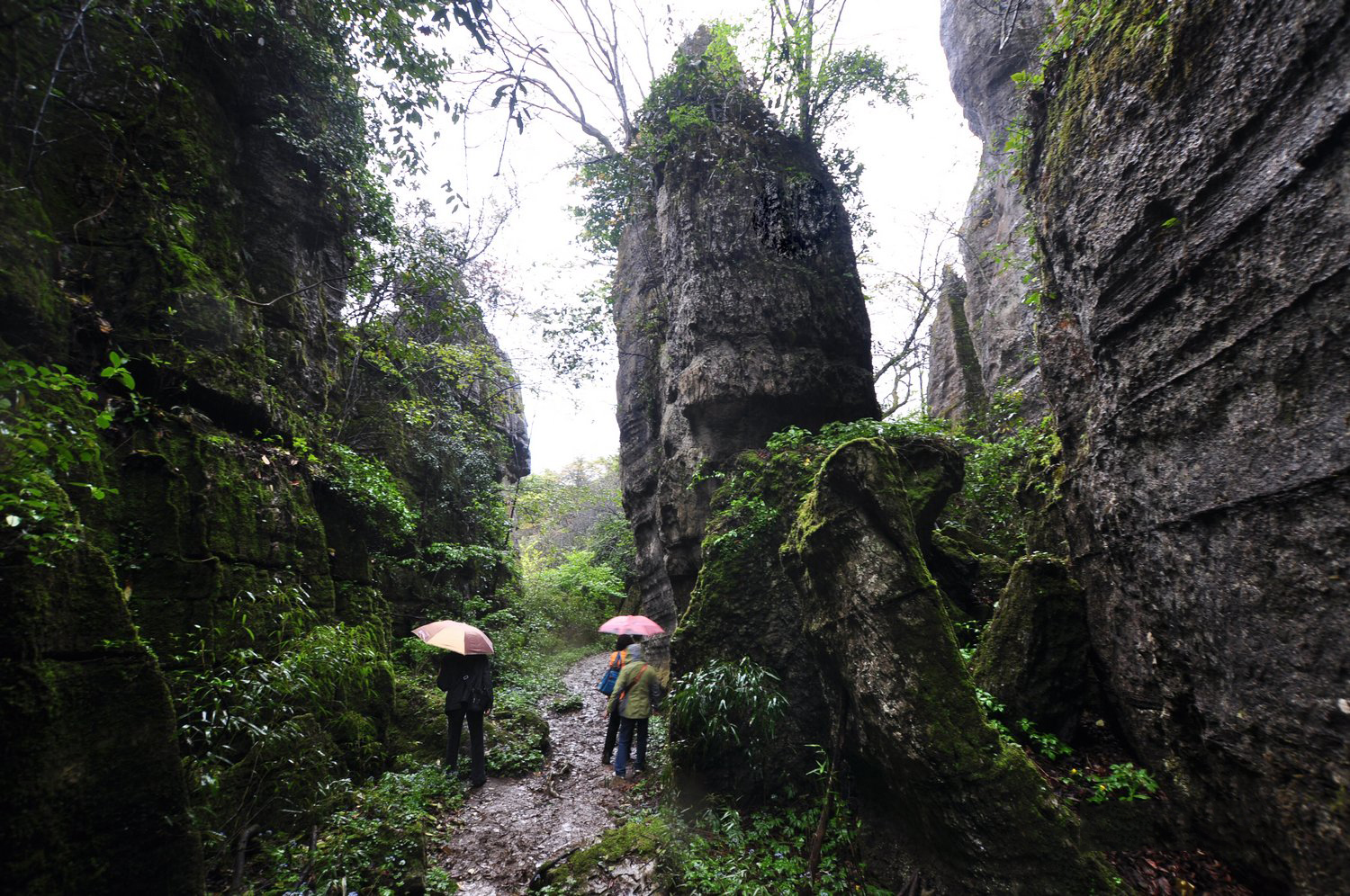山王坪生态石林风景实拍
