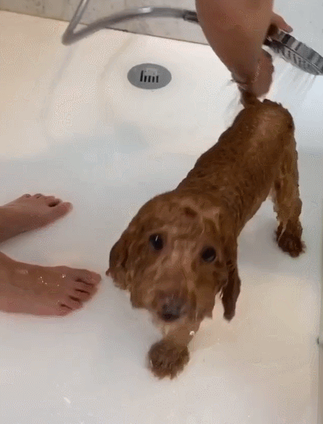 给狗狗洗澡