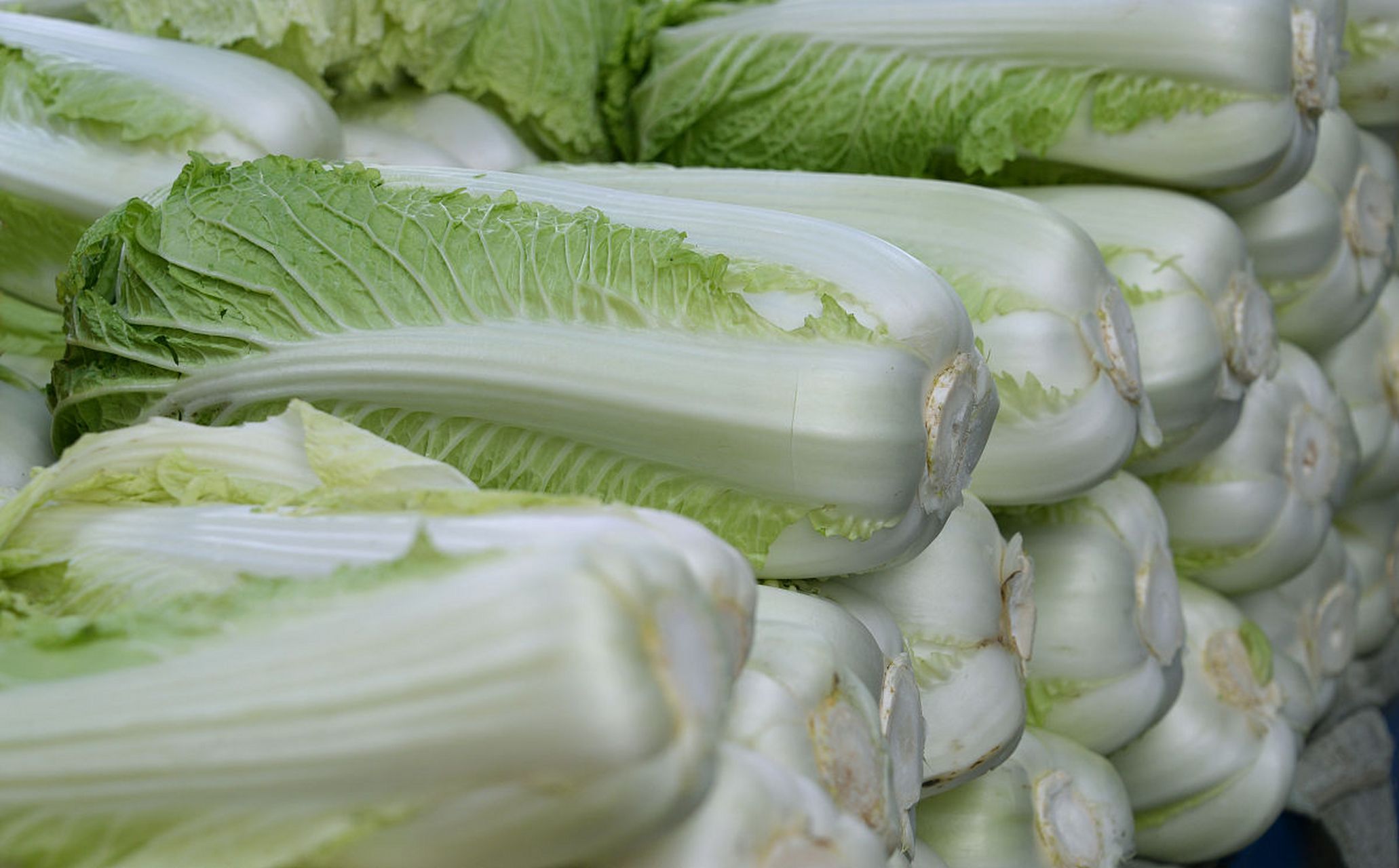 发现美好时光#  优质白菜怎么挑选和储存?