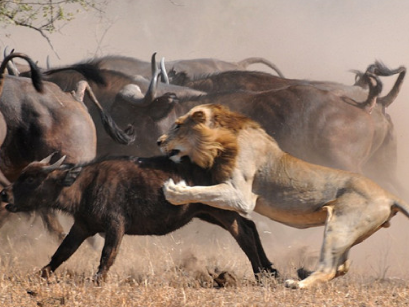 狮子捕猎野牛崽,野牛妈妈疯狂的反击,最后一幕看得人心酸!