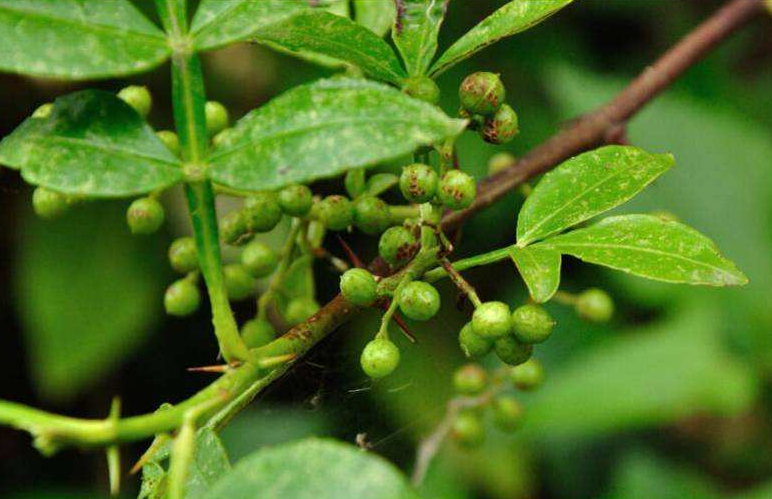 中国荒野维生食物之野菜系列:竹叶椒