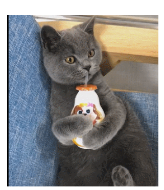 喜欢用吸管喝奶的猫咪,看这熟练的小姿势,肯定不是第一次了