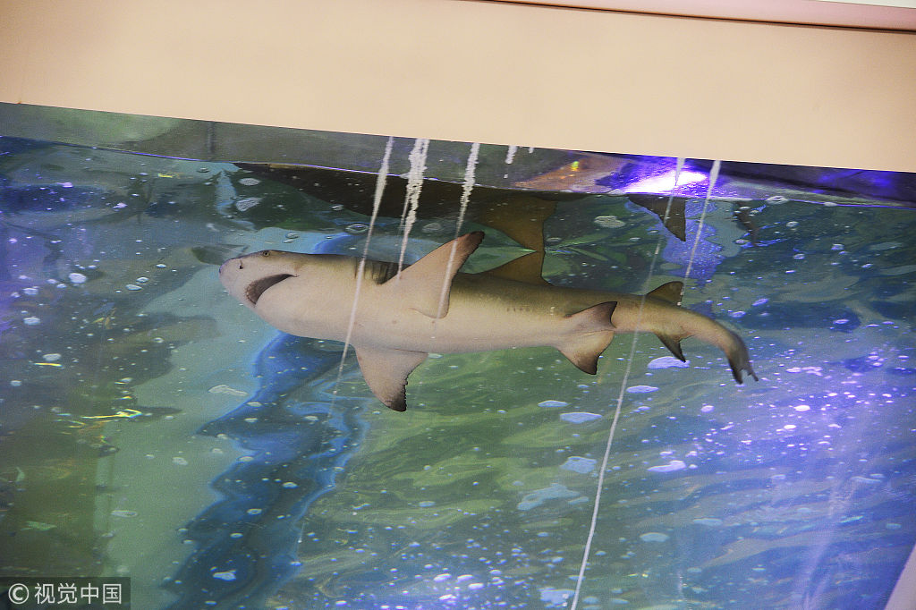 浙江嘉兴一商场"鲨鱼池"边拉警戒线 吸引众多市民驻足