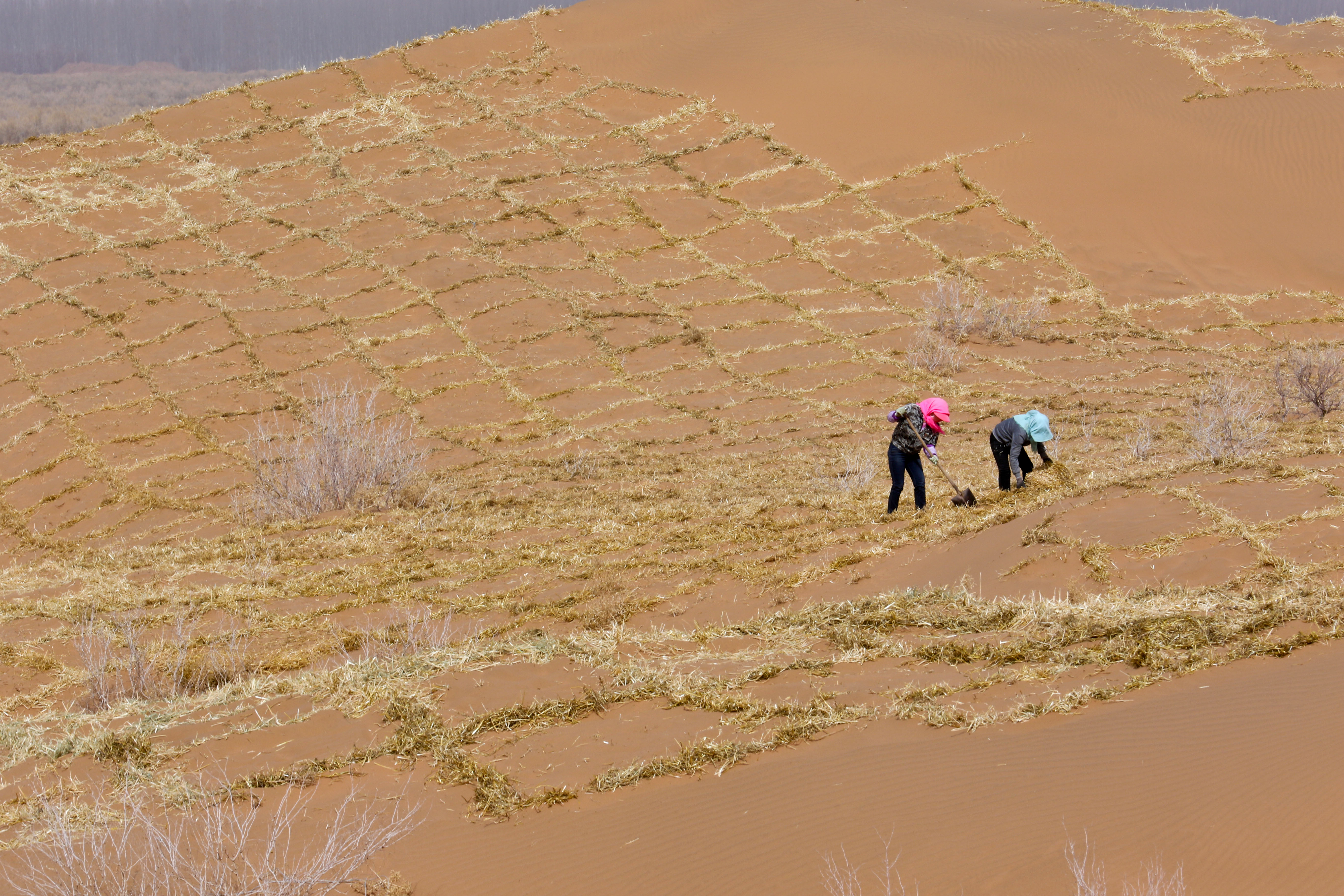 甘肃临泽:防沙治沙筑屏障(2)