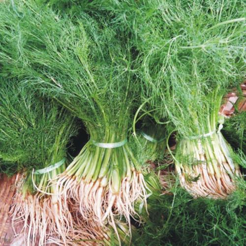 茴香根怎么吃?快来围观吧