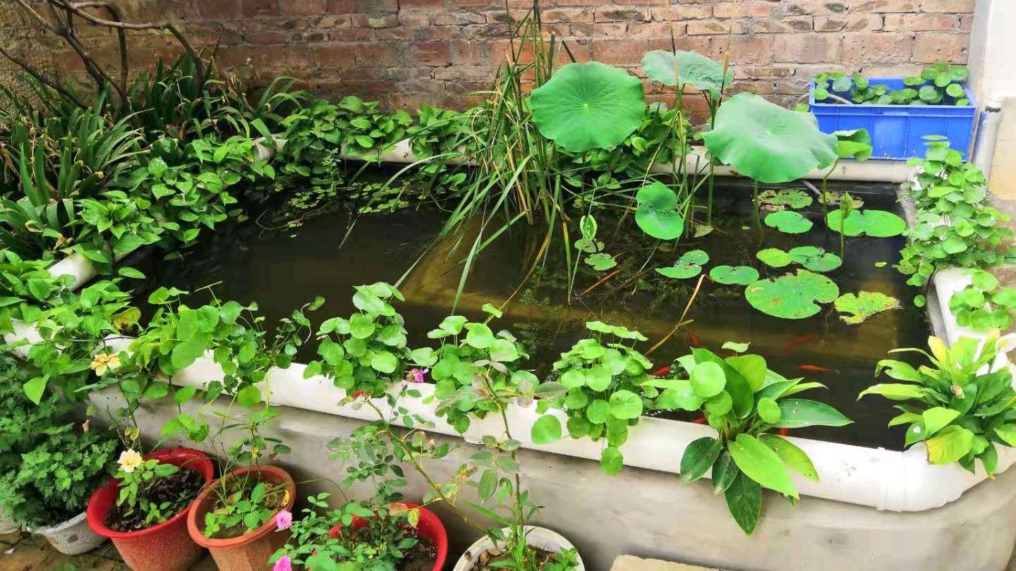 用鲢鱼为庭院锦鲤池净化水质可行吗?农村小伙用事实证明