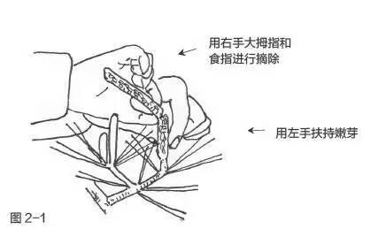 松树的修剪方法图解图片