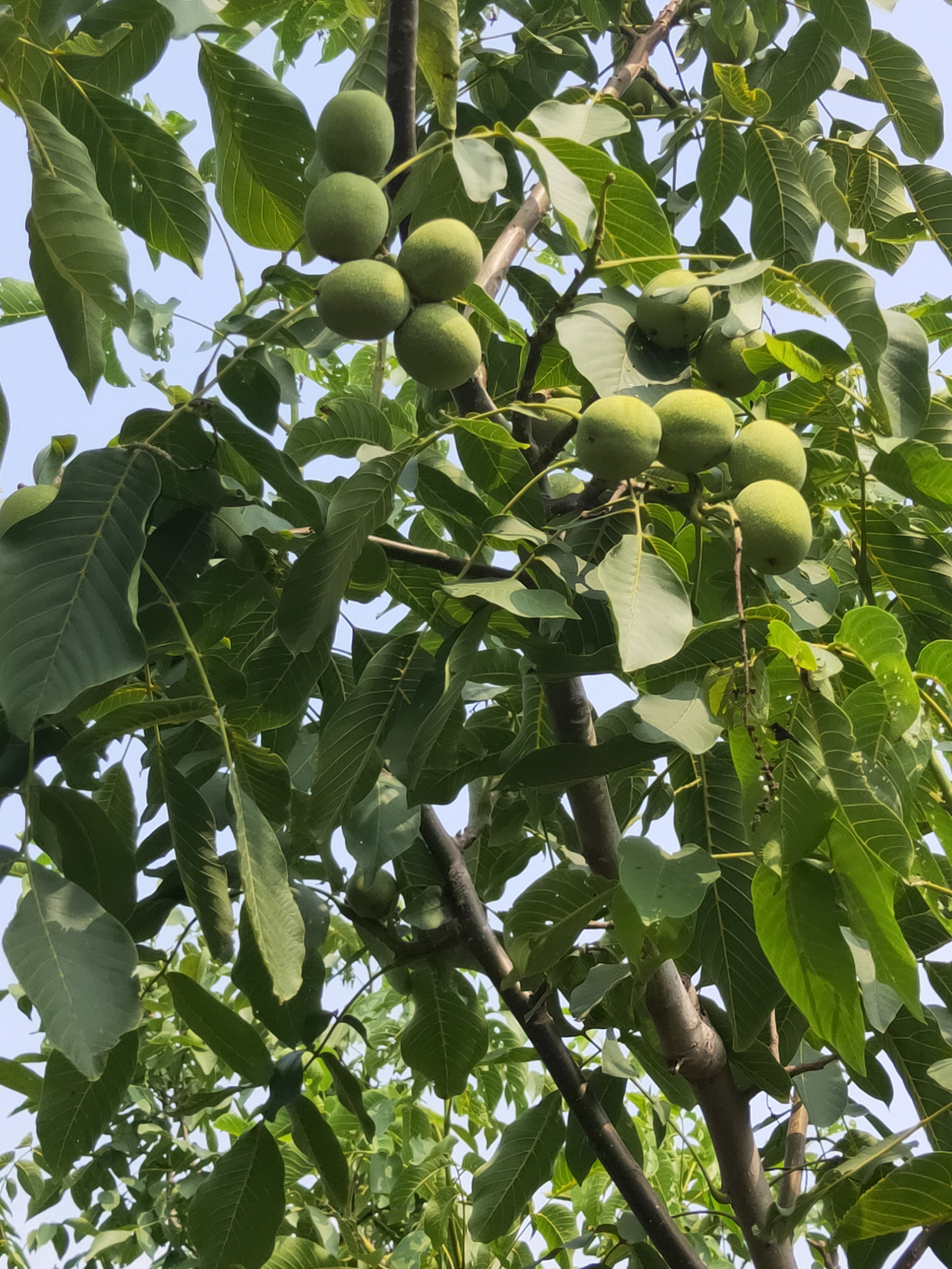 大家知道了吗?没错,这就是核桃树