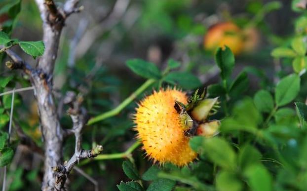 爸爸泡酒一定要加的"刺儿果",农村路边很多,因为难吃无人采摘