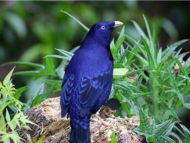 动物们的"花式求爱",一个比一个奇葩,动物世界的爱情很简单