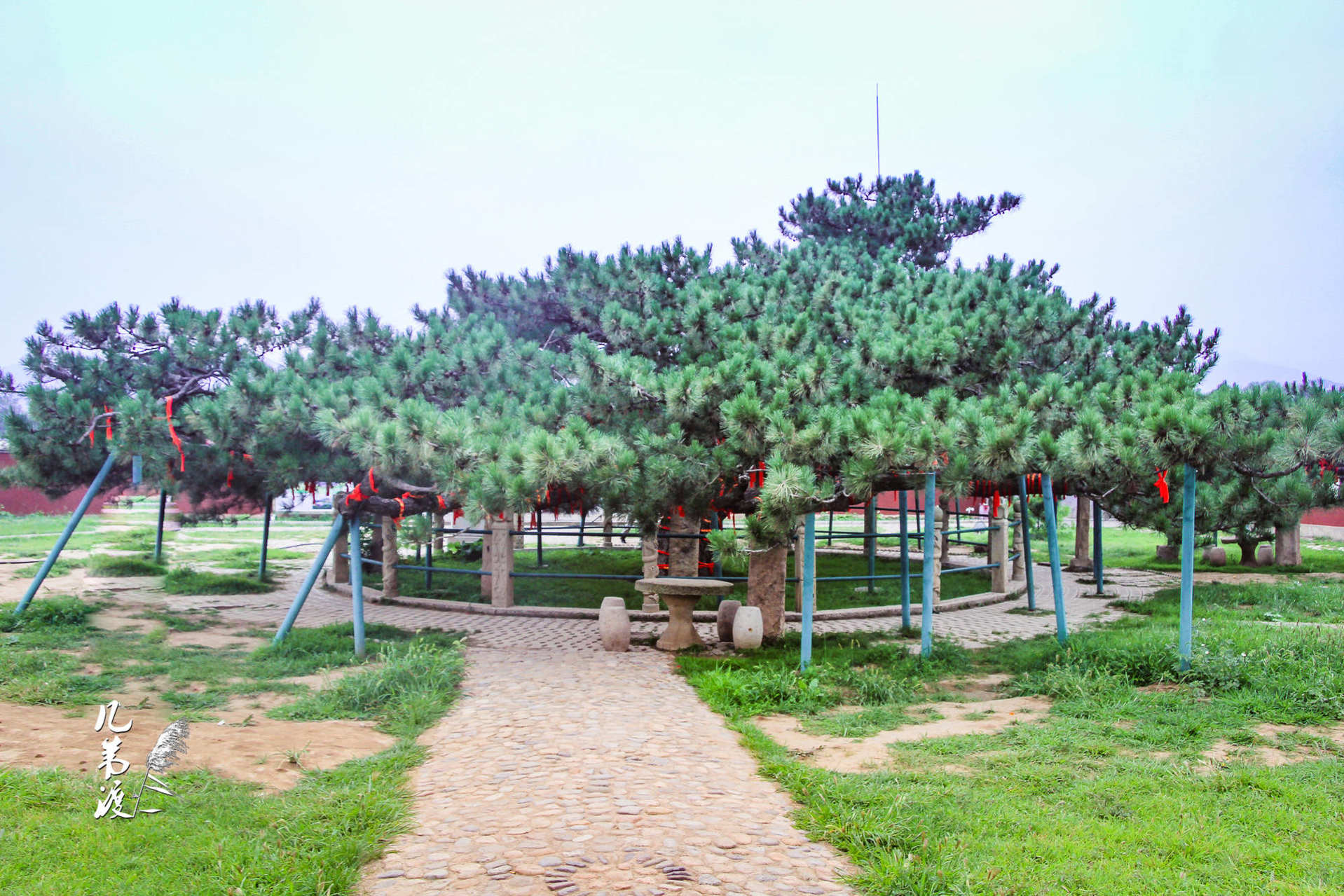 天下第一奇松 — 九龙松