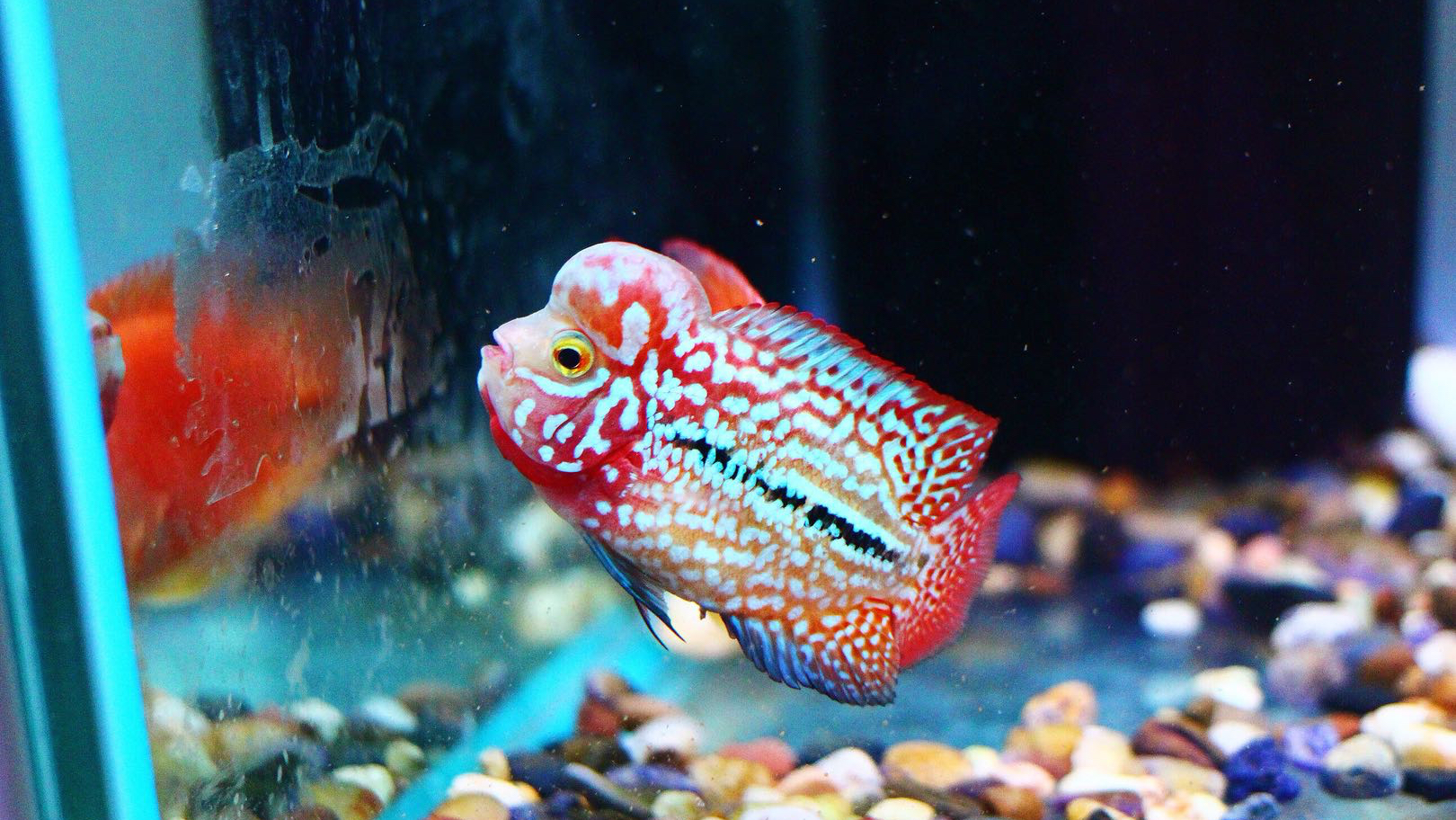 罗汉鱼苗头座大亮片好