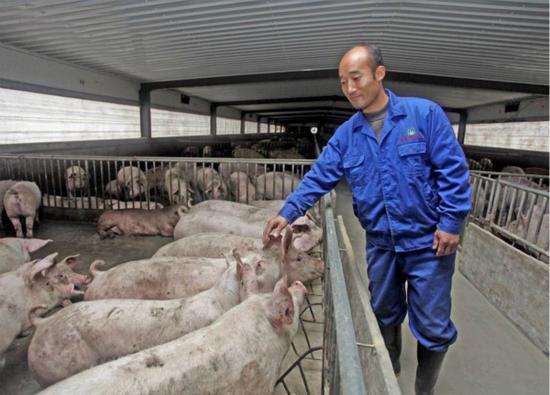 复产难!种猪场缺猪,猪价走高只是时间问题