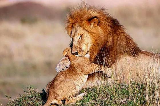 摄影师抓拍到了,一对狮子父子的可爱互动!
