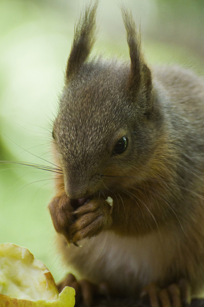 哈哈,说到锦毛鼠,这可不是咱们平时家里那种偷偷摸摸的小老鼠哦!