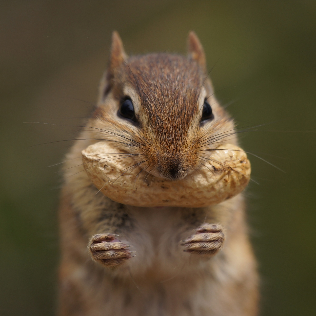 仓鼠吃花生,一口一个,横着不行竖着来##小仓鼠的日常# ##搞笑萌宠