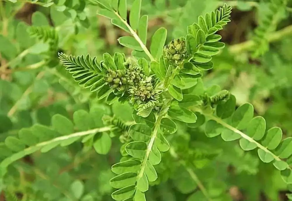 能保健治病的植物图片